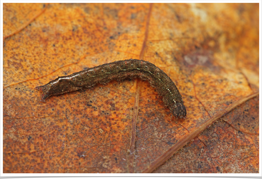 Lascoria ambigualis
Ambiguous Litter Moth
Noxubee County, Mississippi